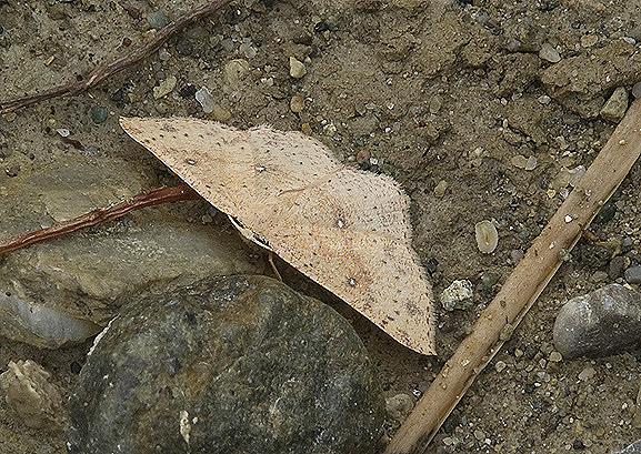 Cyclophora  porata